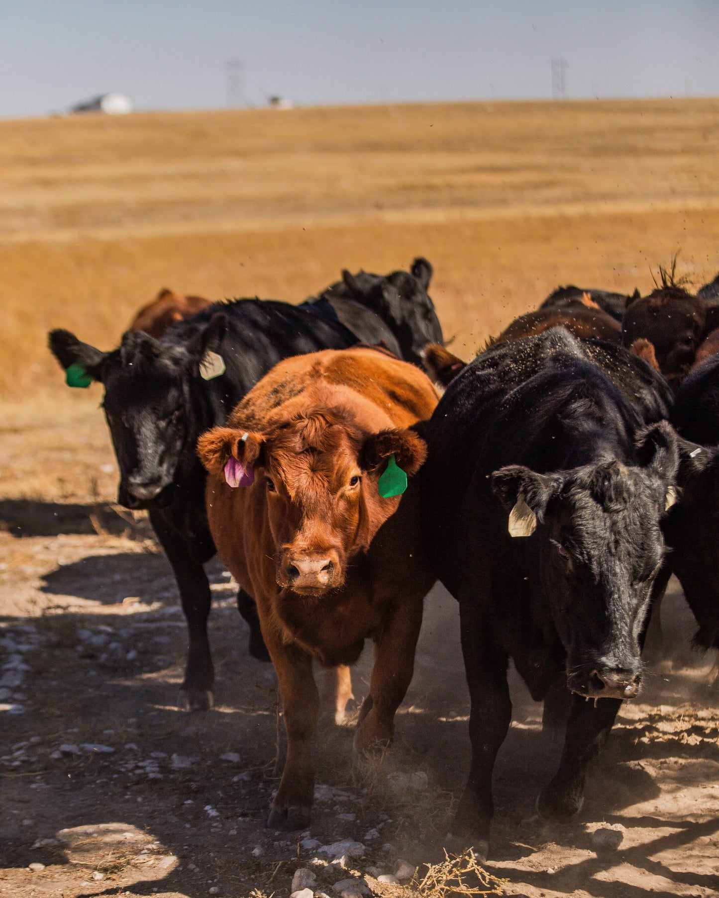1/2 Prime Dry Aged Colorado Angus Beef - Deposit