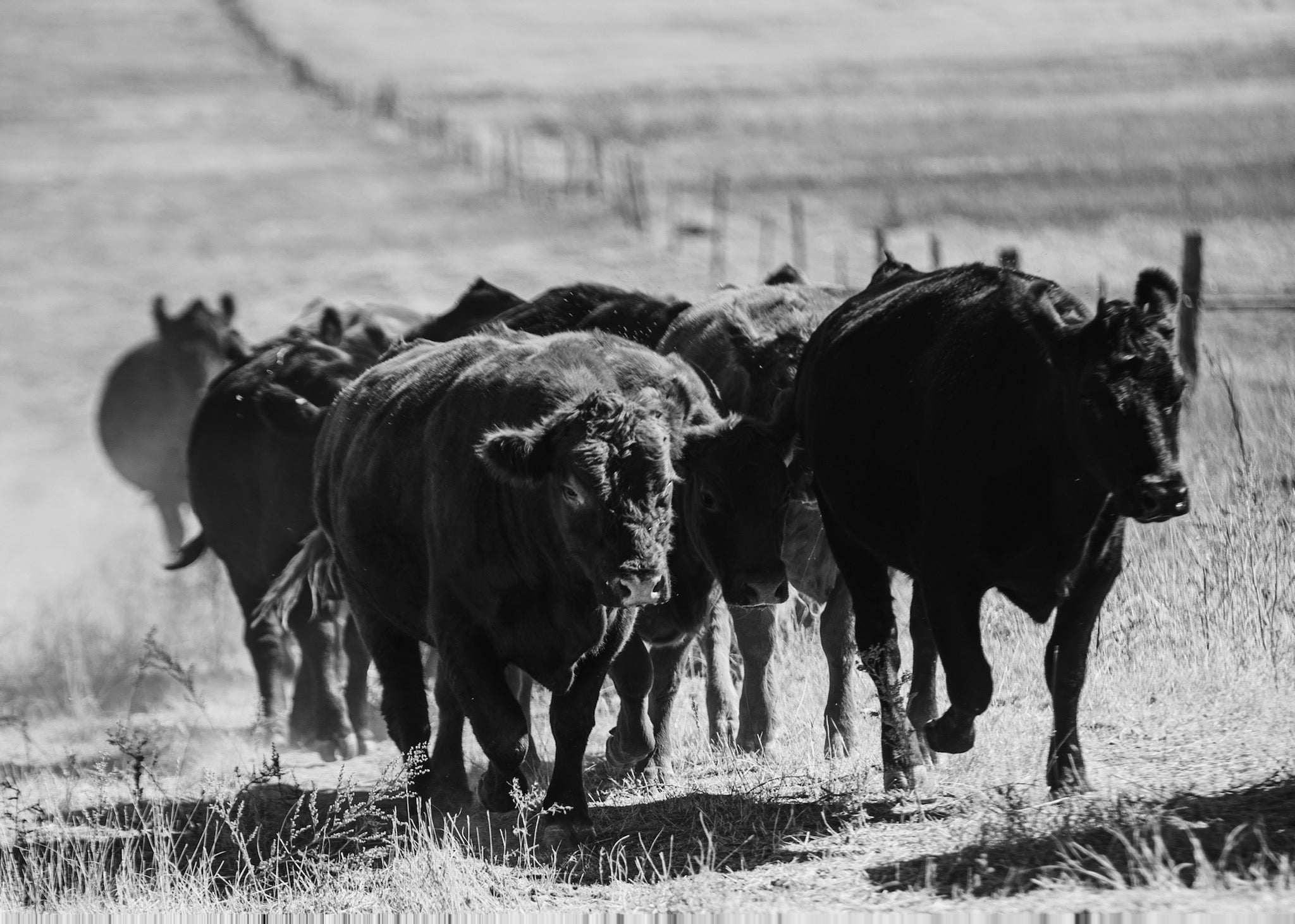 Cow Share Lazy Acre Ranch