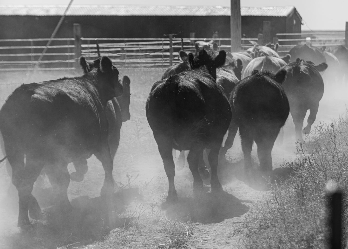 1/4 Prime Dry Aged Colorado Angus Beef - Deposit